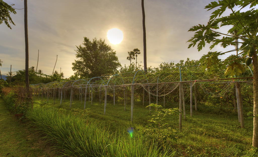 Fair House Villas & Spa, Koh Samui Mae Nam Exterior photo Vineyard in Maui